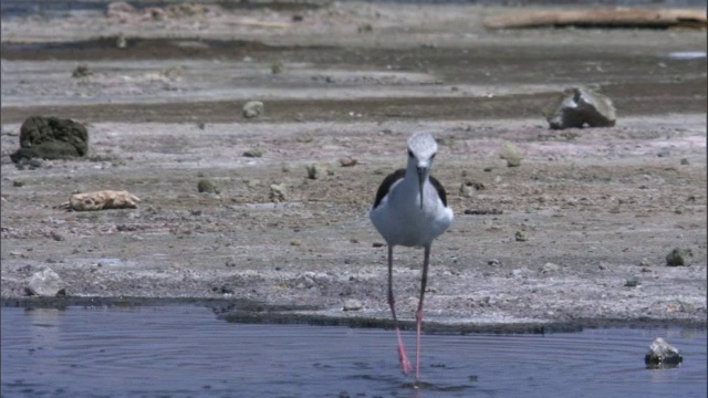 肯尼亚马加迪湖，黑色有翼高脚鱼(Himantopus Himantopus)捕捉并挣扎着吞下鱼视频素材