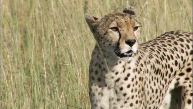 猎豹(Acinonyx jubatus)在草原上徘徊，马赛马拉，肯尼亚视频素材