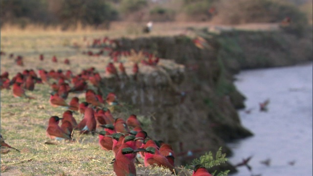 胭脂红食蜂(Merops nubicoides)在赞比亚卢安瓜河岸上的殖民地视频素材