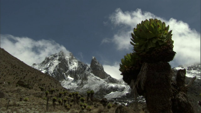 时间推移的云翻腾在巨大的地面(Dendrosenecio)和雪山的顶峰，肯尼亚山，肯尼亚视频素材