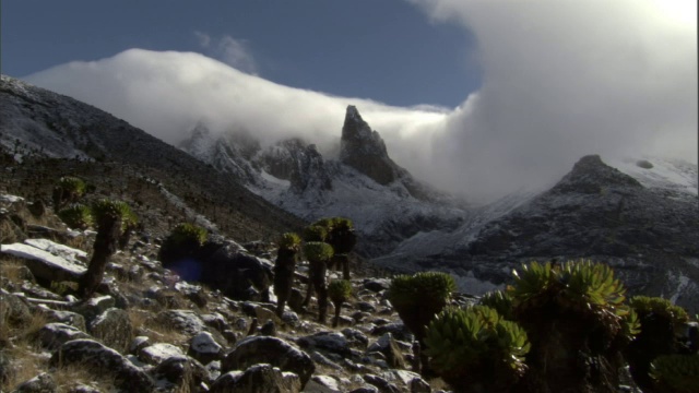 时间推移的云翻腾在巨大的地面(Dendrosenecio)和雪山的顶峰，肯尼亚山，肯尼亚视频素材