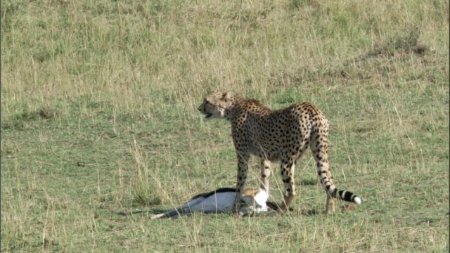 肯尼亚马赛马拉，猎豹(Acinonyx jubatus)拖着汤姆森瞪羚(Eudorcus thomsonii)死亡视频素材