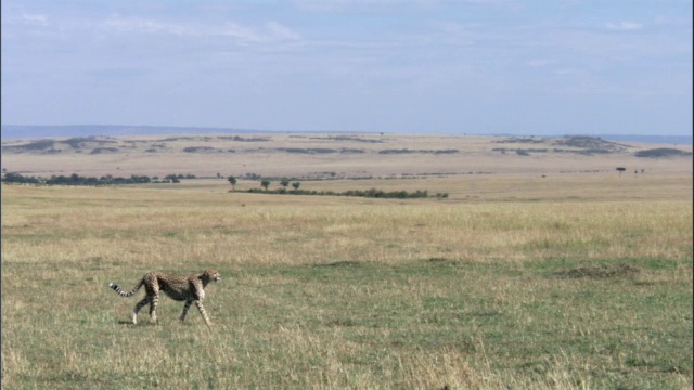 猎豹(Acinonyx jubatus)在草原上徘徊，马赛马拉，肯尼亚视频素材