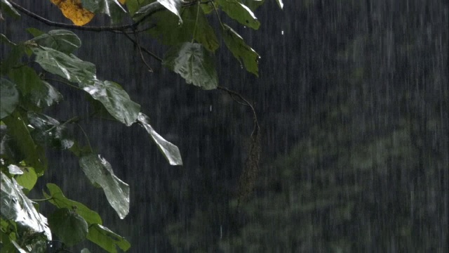 雨落在雨林的树叶上，龙格威山，坦桑尼亚视频素材