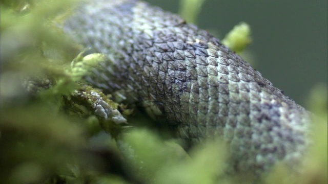 坦桑尼亚龙格威山森林地面上的龙格威灌木蝰蛇(Atheris nitschei rungweensis)视频素材