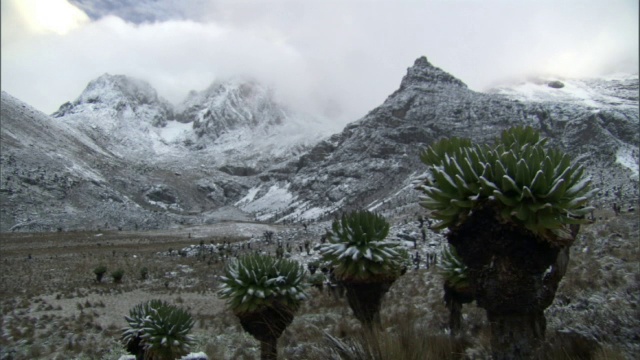 雪躺在山上和巨大的地面(Dendrosenecio)，肯尼亚的肯尼亚山视频素材