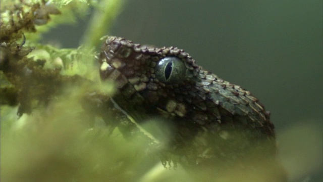 坦桑尼亚龙格威山森林地面上的龙格威灌木蝰蛇(Atheris nitschei rungweensis)视频素材