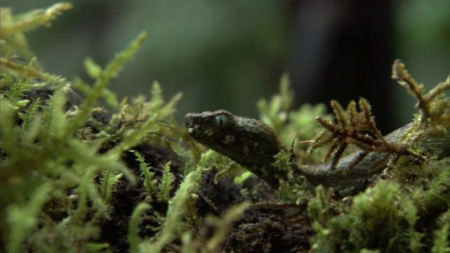 坦桑尼亚龙格威山森林地面上的龙格威灌木蝰蛇(Atheris nitschei rungweensis)视频素材