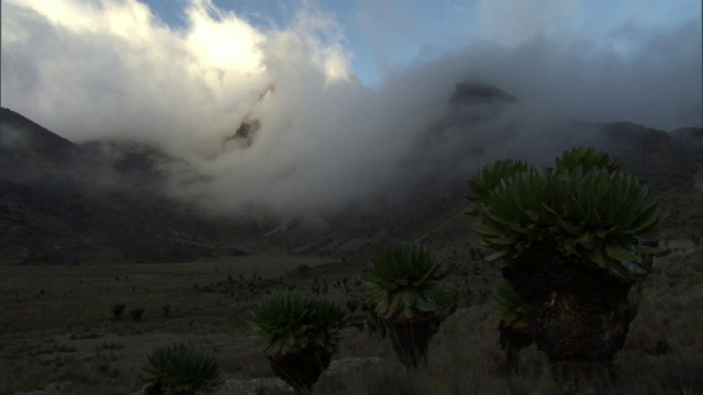 时间推移低云漂移在山脉和巨大的地面(Dendrosenecio)，肯尼亚山，肯尼亚视频素材