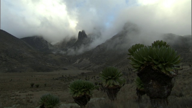 时间推移低云漂移在山脉和巨大的地面(Dendrosenecio)，肯尼亚山，肯尼亚视频素材