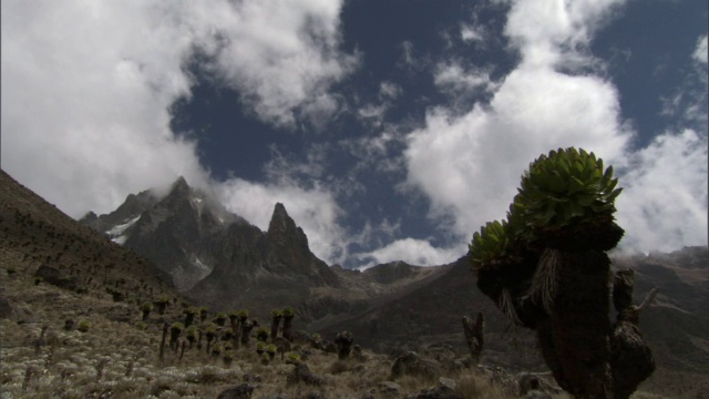 时间推移低云漂移在山脉和巨大的地面(Dendrosenecio)，肯尼亚山，肯尼亚视频素材