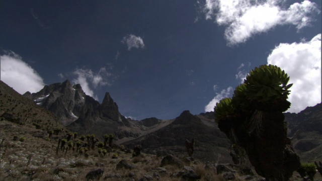 在肯尼亚的肯亚山，随着时间推移的云在山脉和巨大的土卫(Dendrosenecio)上空盘旋视频素材