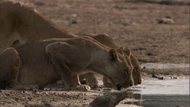 赞比亚卢安瓜，母狮子(Panthera leo)从水坑里喝水视频素材