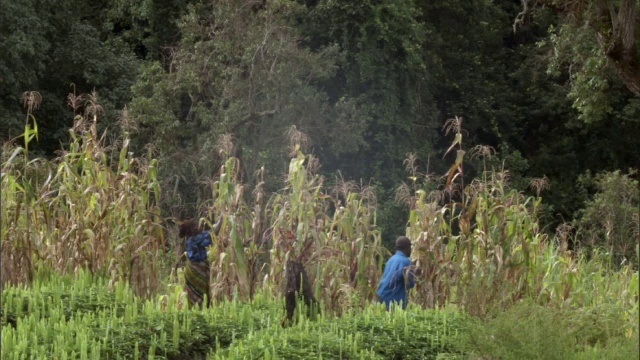 坦桑尼亚，龙格威山，人们正在收割玉米视频素材