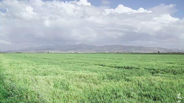 慢镜头:大片田野里高高的草在风中飘扬视频素材