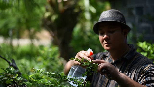 一名男子正在使用喷水器检查盆景树。视频下载