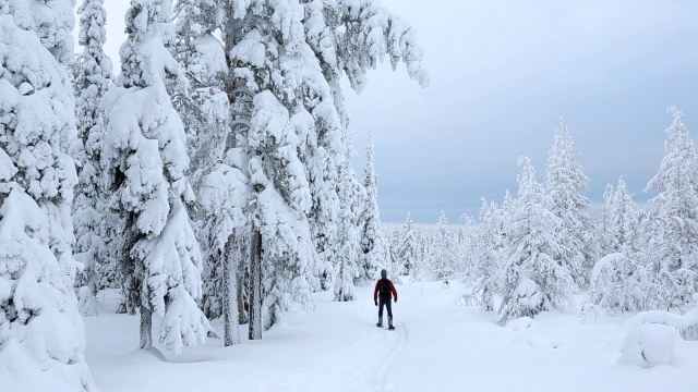 男步行者雪地鞋里isitunturi NP云杉覆盖的tykky芬兰视频素材