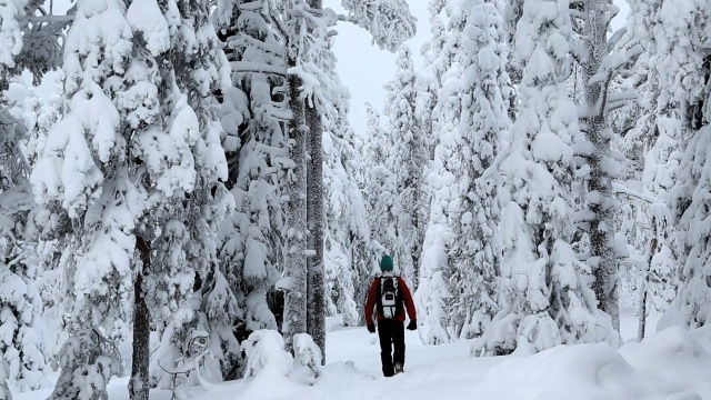 冬日里，芬兰拉普兰雄性步行者tykky冻雪视频素材