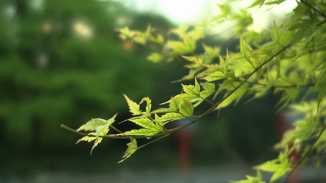 剑道印象，树木和树叶视频素材