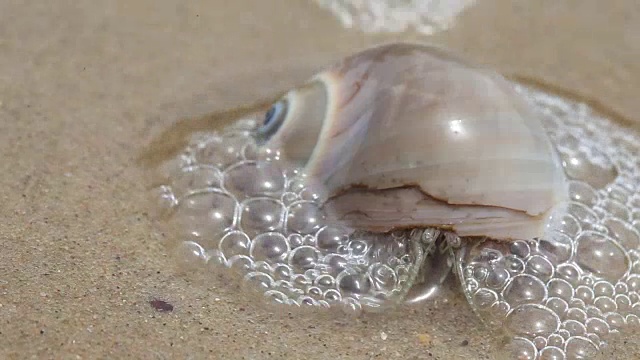 寄居蟹视频素材