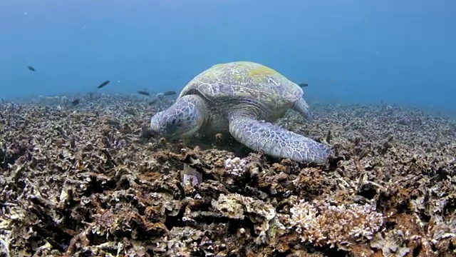 吃绿海龟(龟鳖)视频素材