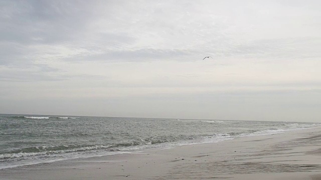 慢镜头海鸥在海滩上空飞行视频素材