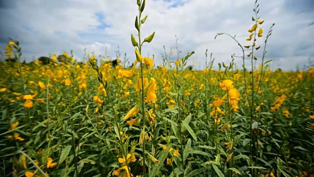 黄花植物野外特写视频素材