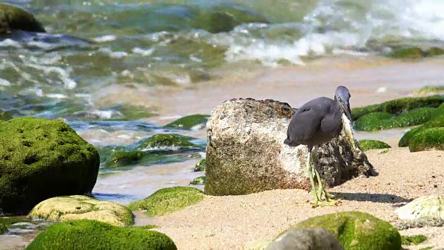 海鸟捉鱼视频素材