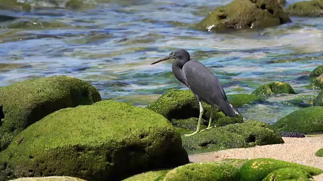 海岸线上的海鸟视频素材