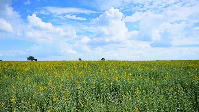 油菜田仰天风景视频素材