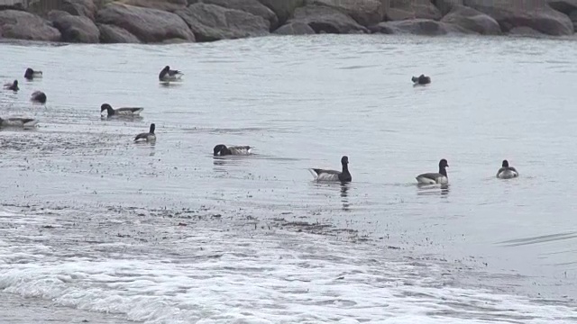 在海浪中漂浮的鸟视频素材