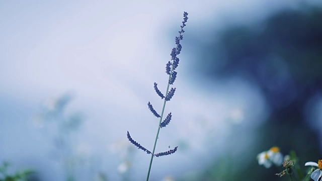 冬天的花，慢镜头视频素材