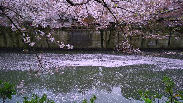 掉落的樱花粉红色的地毯(花合田)慢慢地移动水面，流向下游的目黑河在樱花树下。柔和的阳光照亮了河面上的涟漪和落下的樱花。视频素材