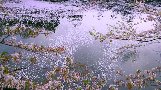 掉落的樱花粉红色的地毯(花合田)慢慢地移动水面，流向下游的目黑河在樱花树下。柔和的阳光照亮了河面上的涟漪和落下的樱花。视频素材