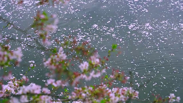 掉落的樱花粉红色的地毯(花合田)慢慢地移动水面，流向下游的目黑河在樱花树下。柔和的阳光照亮了河面上的涟漪和落下的樱花。视频素材