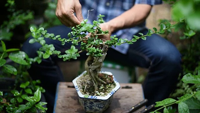 亚洲男子正在照顾他的盆景在花园里。视频下载