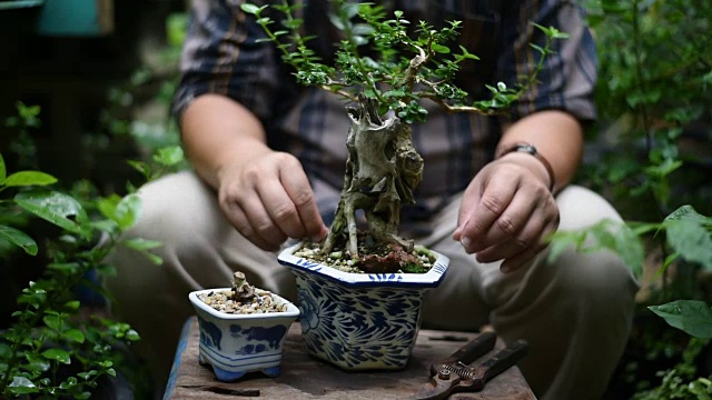 亚洲男人在花园里装饰盆景。视频下载