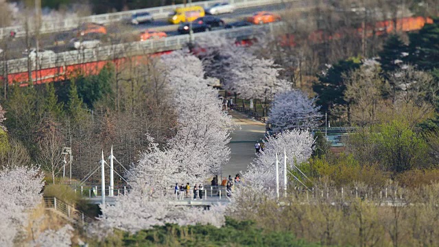 东步高速公路附近，游客们在樱花中漫步视频素材