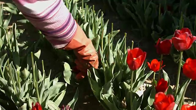 郁金香，花视频下载