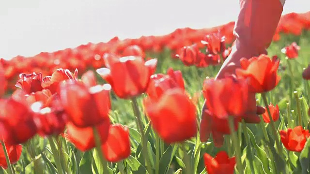 郁金香，花视频素材