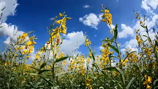 黄花植物仰天俯视视频素材