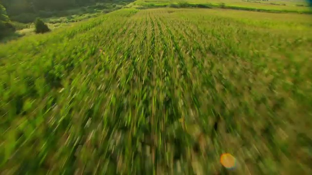 美国密苏里州杰克逊县玉米田的WS AERIAL POV视图视频素材