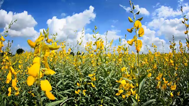 黄花植物野外特写视频素材