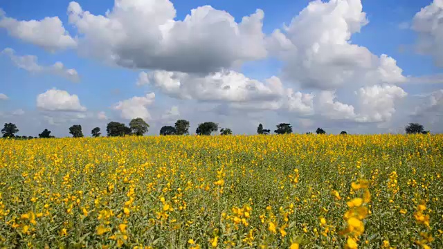 油菜田仰天风景视频素材