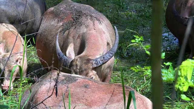 水牛视频素材