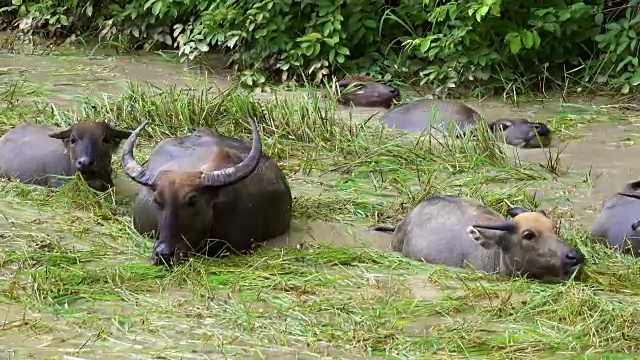 水牛视频素材