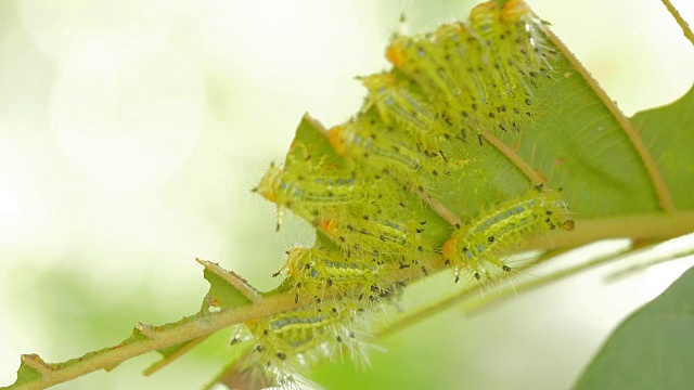 毛虫吃树叶视频素材