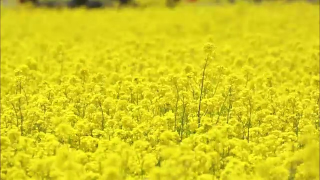 油菜田拍摄视频素材