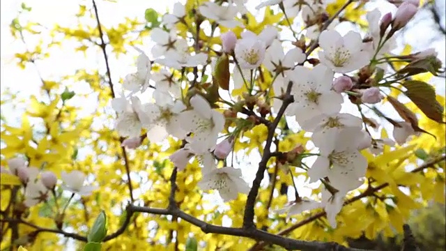 樱花照片视频素材