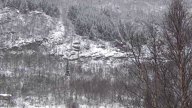 森林被封锁的延时暴风雪视频素材